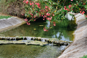 Pink Flowers Hanging Over Shallow Urban Stream