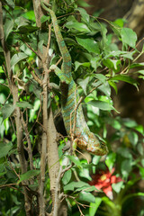 Tropical Chameleon Blending Into Leafy Jungle Branches