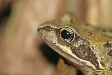 Toad on the ground in close up	