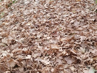 dry autumn leaves