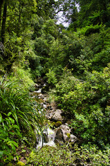 Mountain creek in the dense rainforest of the east side of Tararua Forest Park, in the south of North Island, New Zealand. 

