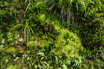 Ferns, lichen and mosses on the forest floor of the temperate rainforest of Tararua Forest Park, in...