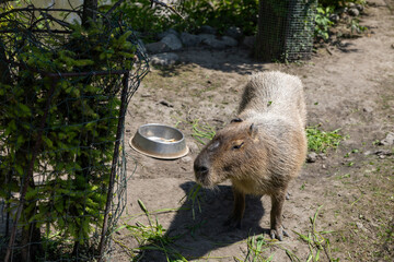 wild boar in the woods