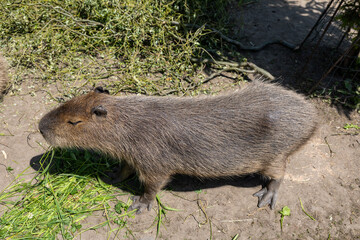 prairie dog eating grass