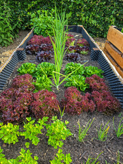 lush raised garden bed brimming with colorful lettuces, herbs, and onions, showcasing a well-maintained, thriving vegetable garden
