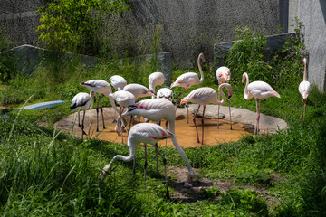 flock of flamingos