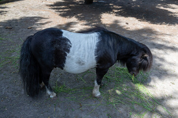 black and white horse