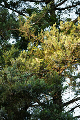 Catita verde en su hábitat natural – bosque argentino