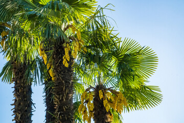 Close up of a blooming date palm tree in an agricultural plantation, Switzerland