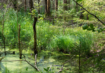 Quiet forest swamp overgrown with bright green grass and duckweed, with fallen branches, and subtle signs of human presence, glasses bottles floating in the water.