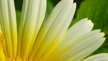 Obraz premium Close-up view of pale yellow flower petals, delicate texture, vibrant color, garden setting, sunny day