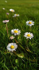 Close-up of several daisies blooming in a lush green grass field