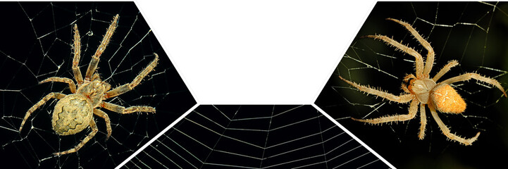 A tarantula spider in the center of a web. Wide photo.