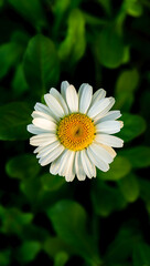 Obraz premium Overhead view of a single white daisy flower blooming in a lush green garden setting.