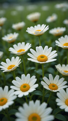 Obraz premium Close-up of numerous white daisies blooming in a lush green field
