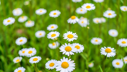 Fototapeta premium Close-up of daisies blooming in a lush green field, vibrant summer meadow
