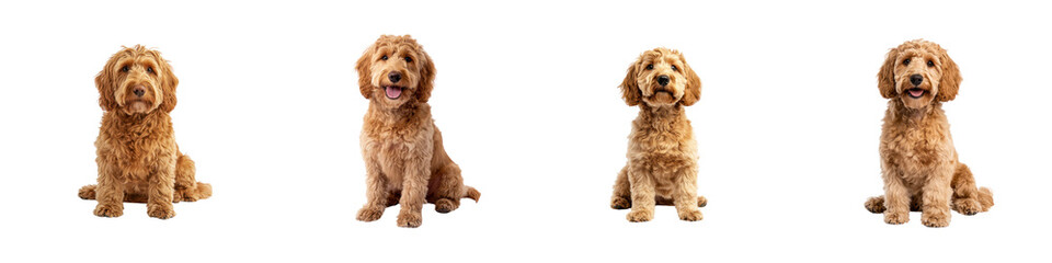 Set of Cute Curly Brown Dog Sitting   isolated on transparent background