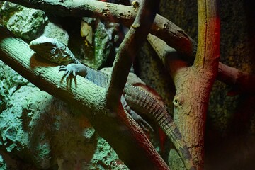 green lizard on a branch