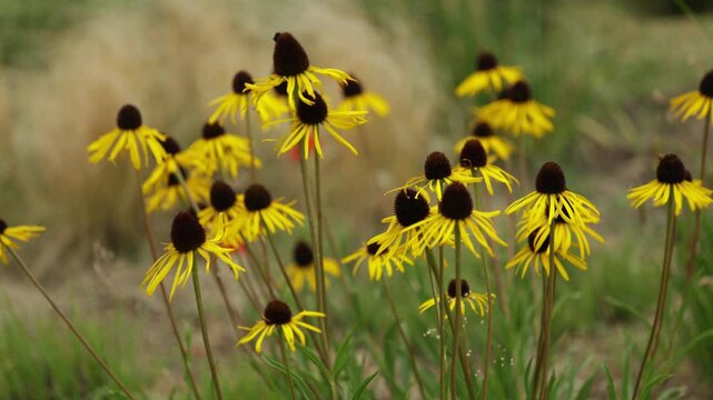 Yellow Coneflower Echinacea Paradoxa with a field of Yellow Coneflowers blurred in the background