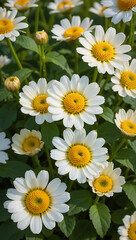 Obraz premium Close-up of numerous white daisies with yellow centers blooming in a garden