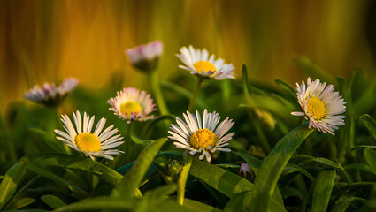 Fototapeta premium Close-up of several white daisies blooming in lush green grass, bathed in warm golden sunlight