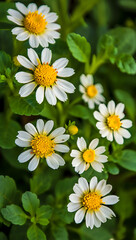 Fototapeta premium Close-up of six white daisies with yellow centers blooming in a lush green garden