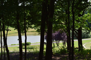 morning in the forest