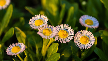 Obraz premium Close-up of five delicate English daisies blooming in a lush green garden at sunset