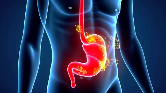 Stomach pain, abdominal discomfort, digestive issues. Gastric health. Digestion slows with stressful conditions. Stomach lining protects against acidity. Efficient digestion enhances nutrient