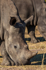 White Rhino is Grazing in Nature