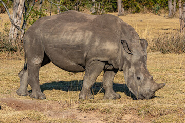 Obraz premium White Rhinoceros Grazing in Mosi-oa-Tunya National Park, Livingstone, Zambia