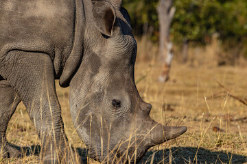 Close-up of a Majestic White Rhino in the Wild Nature of Zambia