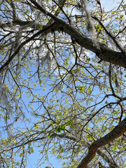 tree branches against blue sky