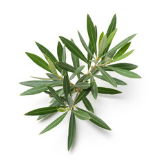 Fototapeta premium Olive Tree Branch with Leaves on White Background