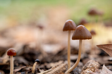 The mysterious mushroom kingdom in the enchanted forest