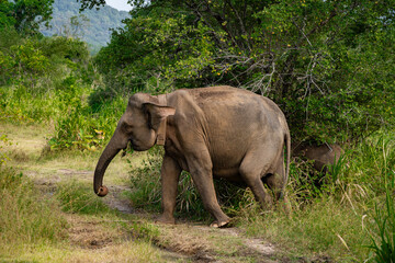 Wild Sri Lankan elephant seen on safari in a national park, tropical wildlife in natural surroundings