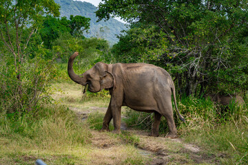 Wild Sri Lankan elephant seen on safari in a national park, tropical wildlife in natural surroundings