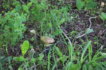 mushrooms in the grass