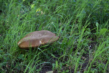 mushroom in the grass