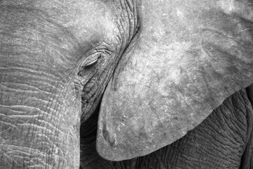 Close-Up of an Elephant's Face
