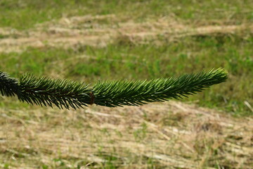 pine needles on a tree