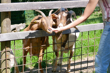 A woman feeds a goat from her hand