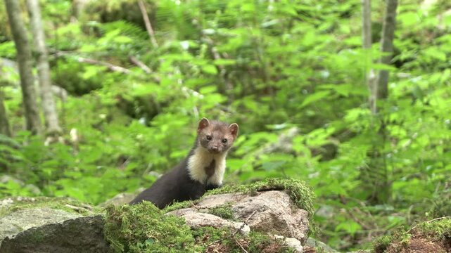  Martes foina faina animal marten