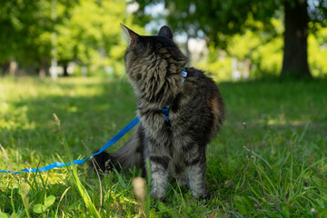 Tabby cat with alert mood wearing harness standing on leash and observing outdoors against grassy...