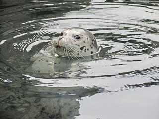 Close-up of spotted seal with his head poked out of water