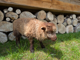 a ram near a fence in a village