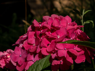 Deep Pink Hydrangea Macrophylla Bloom Bathed in Sunlight