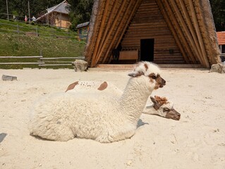 Alpacas are lying on the field and resting