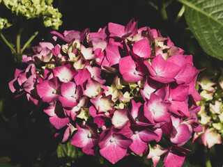 Elegant Dark Pink Hydrangea Macrophylla with Pale Centers