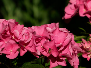Sweet Pink Hydrangea Blossoms Visited by Hoverfly